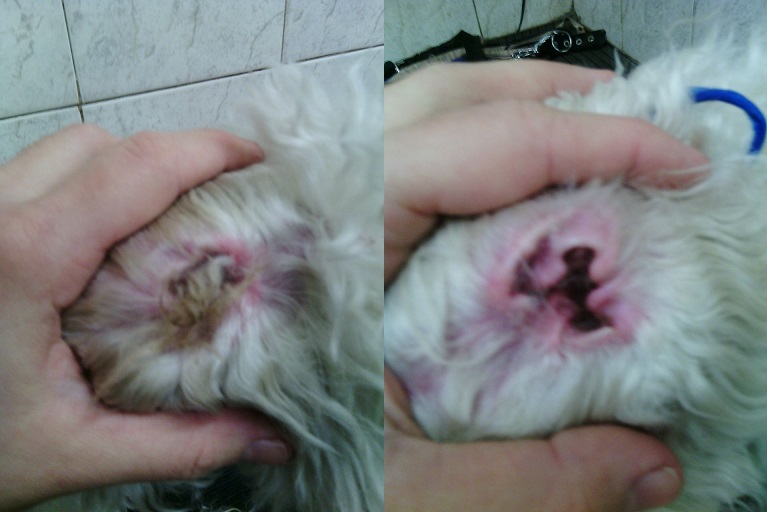 Kortikosteroidy para el tratamiento atopicheskogo de la dermatitis